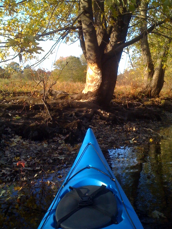 Kayak and beaver project